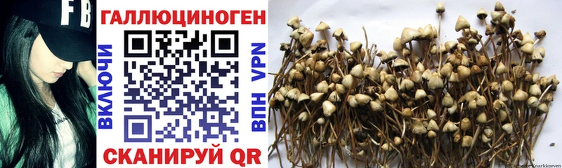 дарнет шоп  Дубна  Псилоцибиновые грибы GOLDEN TEACHER 