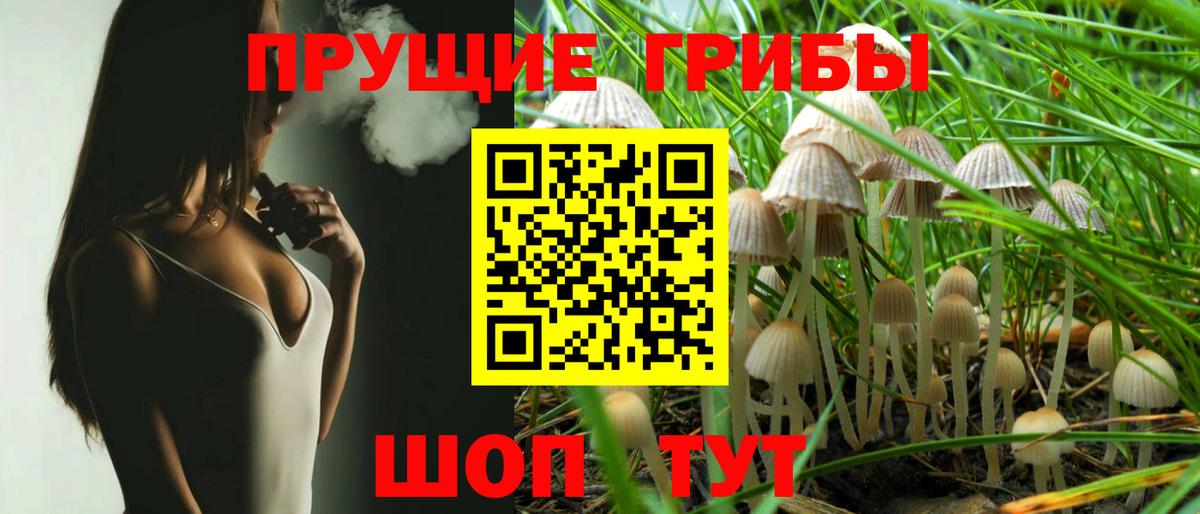 Псилоцибиновые грибы Psilocybine cubensis Дубна